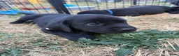 Labrador Retriever dogs for sale: 9 gorgeous KC registered black Labrador retrievers - Advert 18