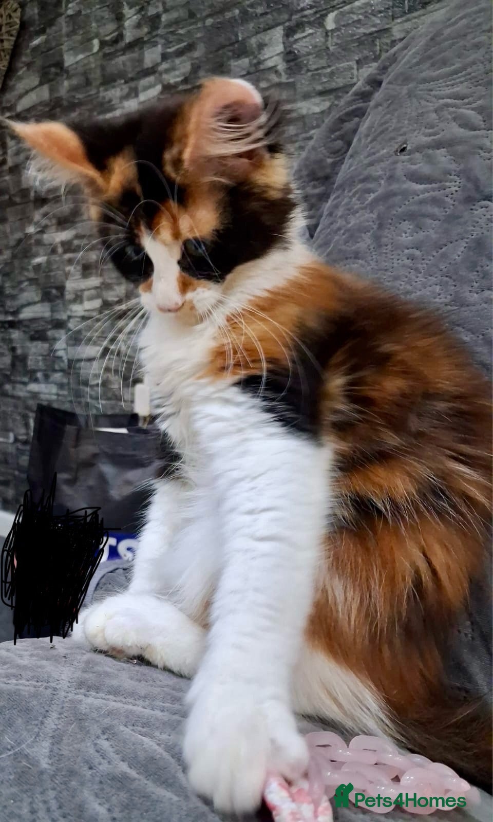 Maine Coon cats Maine Coon Kittens  - Advert 1