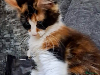 Maine Coon cats Maine Coon Kittens - Advert 2