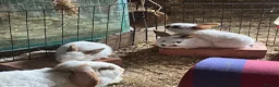 Mixed Breed rabbits for sale: Two babies ready to leave now (8 weeks old) - Advert 7