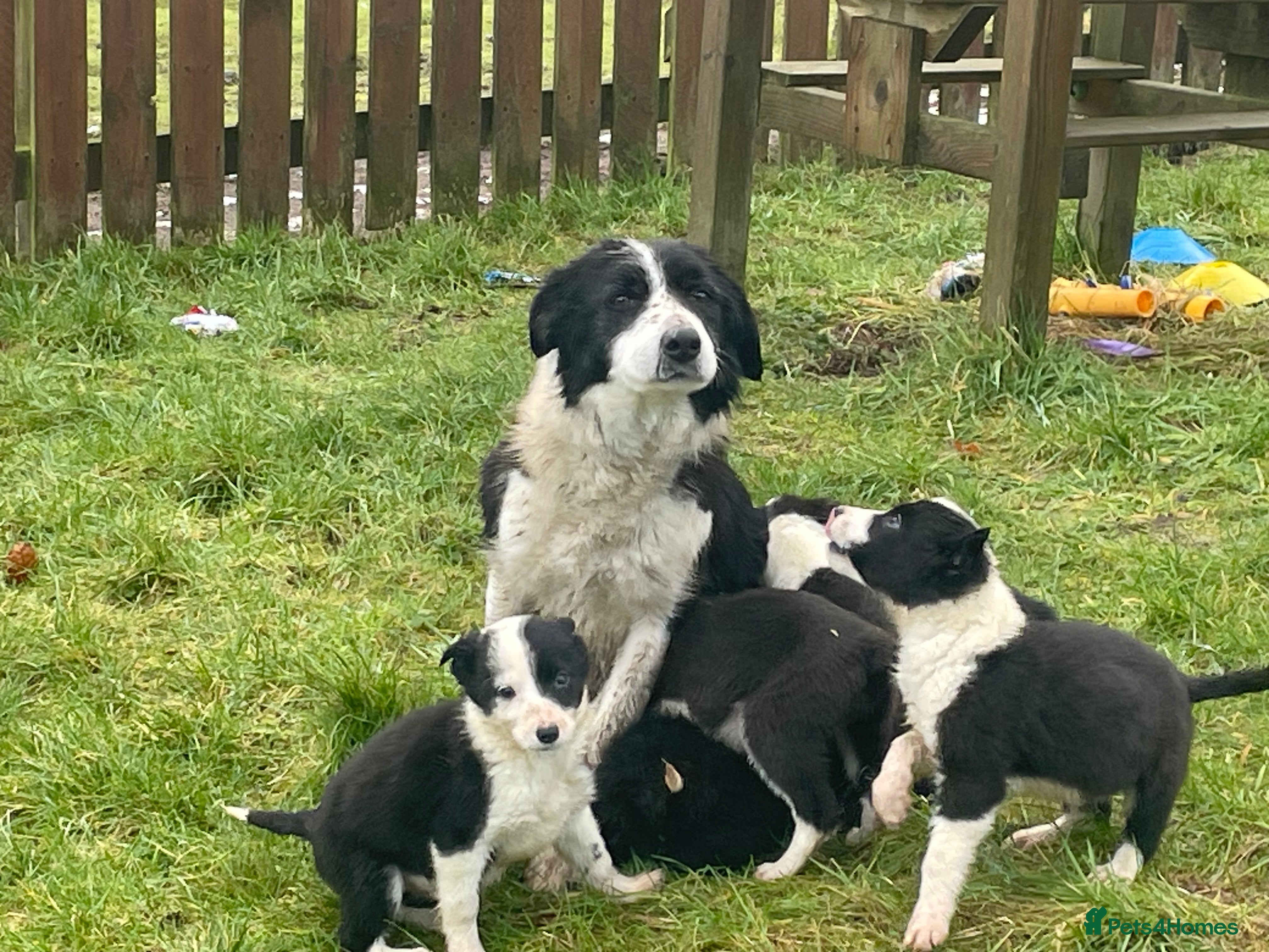 Border Collie dogs Beautiful litter of collie pups - Advert 5
