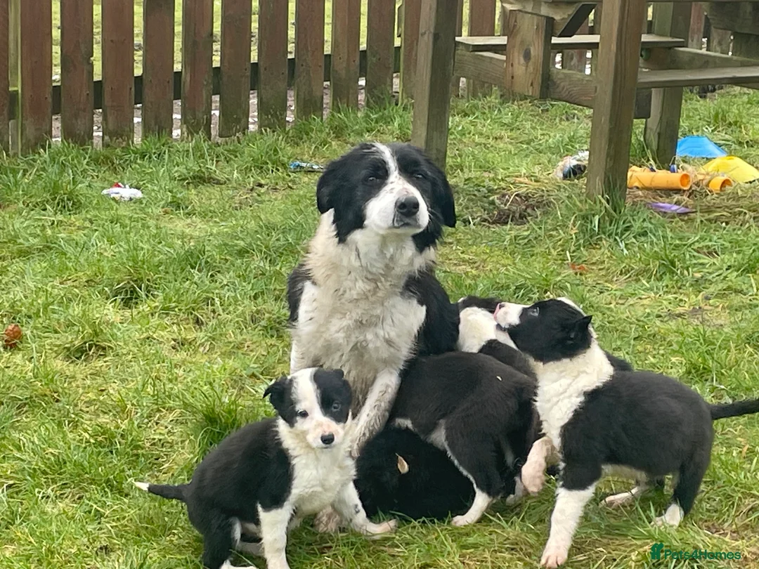Border Collie dogs for sale: Beautiful litter of collie pups - Advert 1