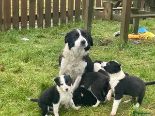 Border Collie dogs Beautiful litter of collie pups - Advert 5
