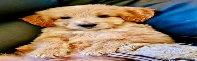 Goldendoodle 1