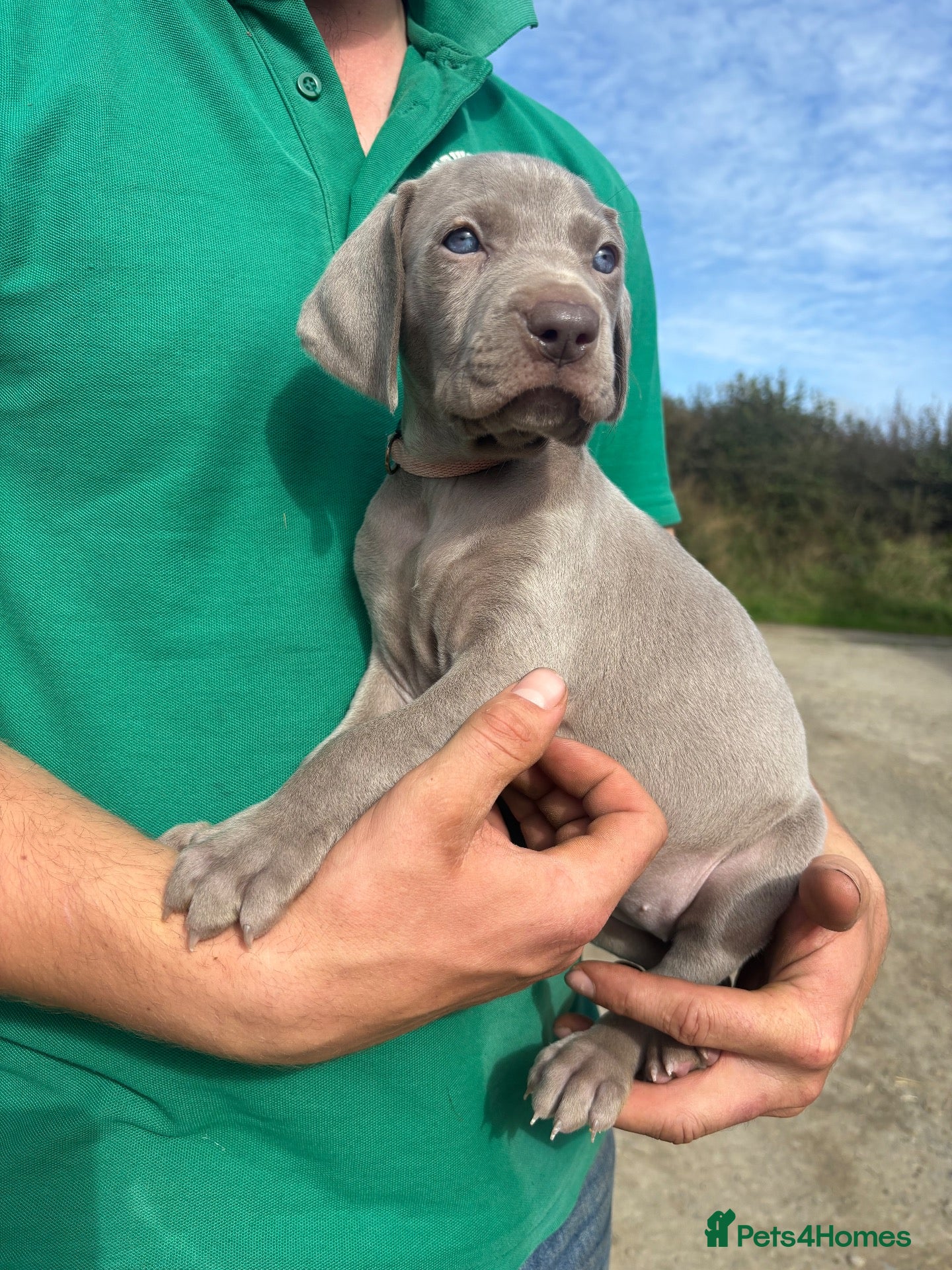 Weimaraner dogs KC reg Weimaraner Puppies  - Advert 2