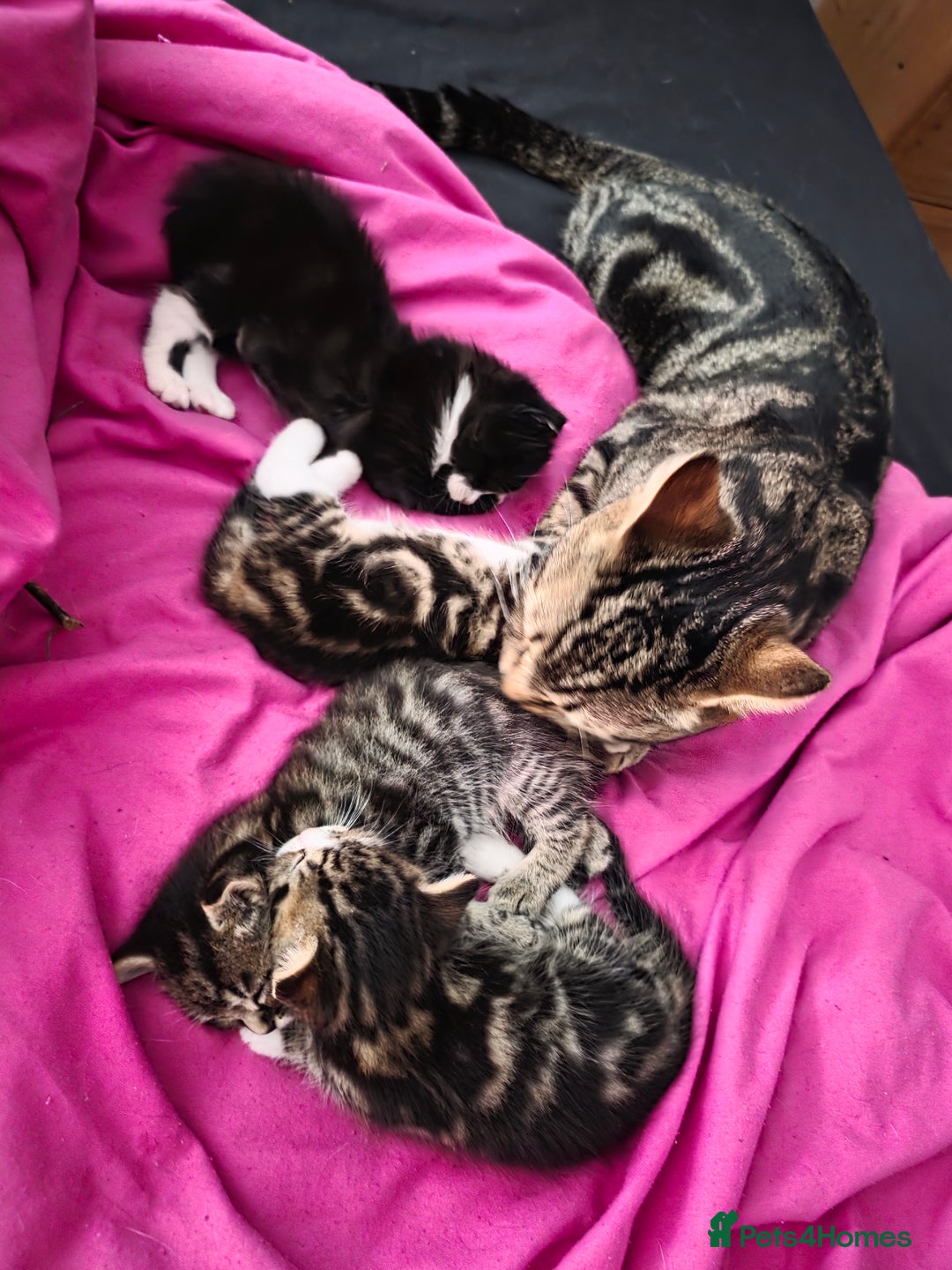 Mixed Breed cats for sale: Tabby mix kittens - Image 7
