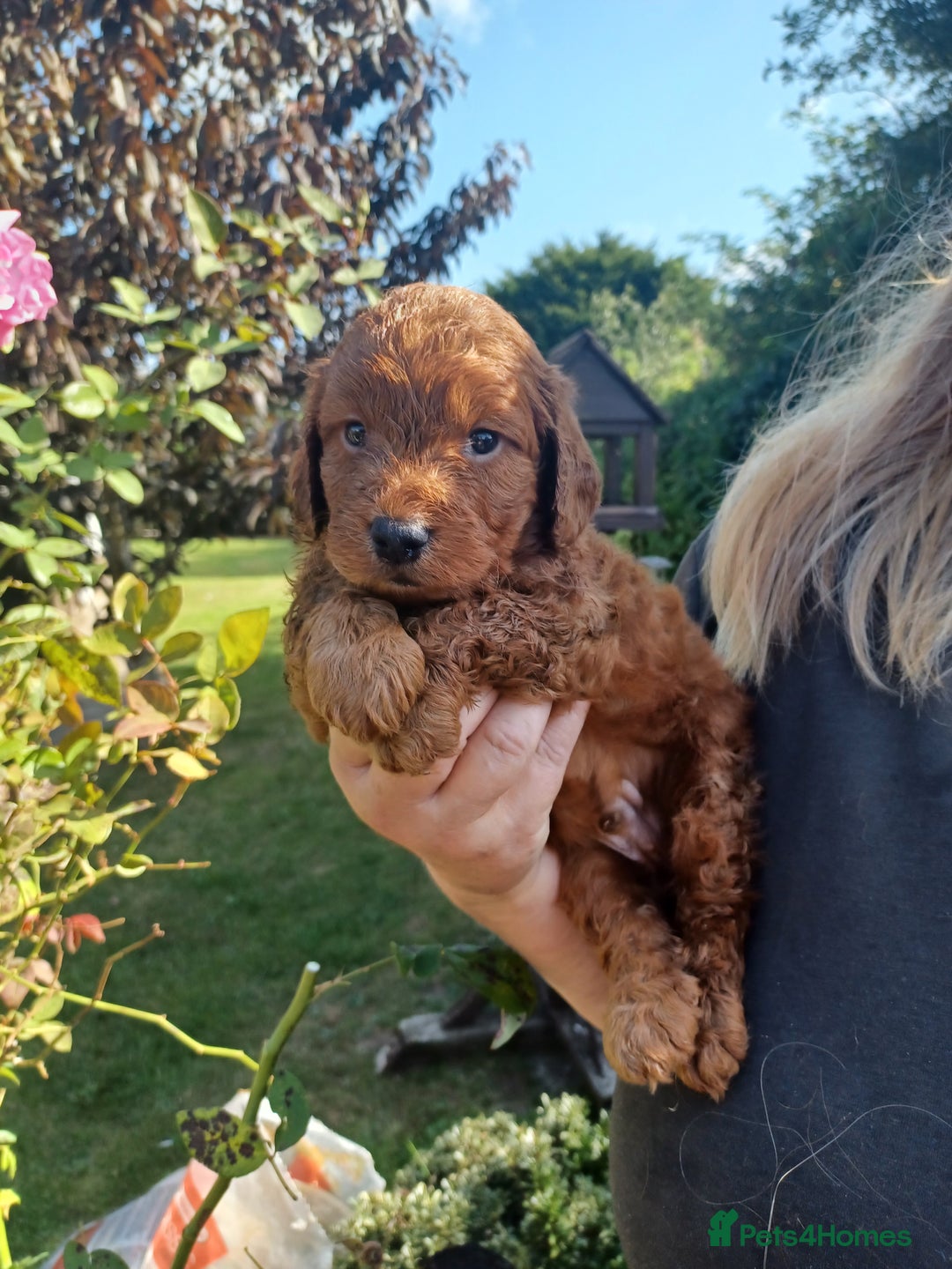 Cockapoo dogs for sale: Last one cockerpoo boy foxred  - Image 21