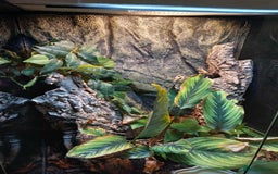 Gecko reptiles for sale: 2 x Female Tokay geckos and individual set ups - Image 22