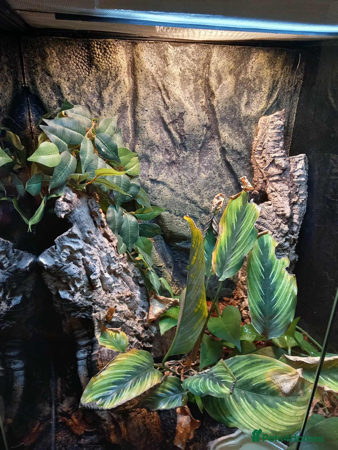 Gecko reptiles for sale: 2 x Female Tokay geckos and individual set ups - Image 22