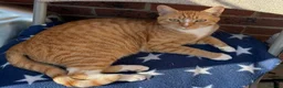 Domestic Shorthair cats for sale: 💙🐈 Two beautiful ginger boys 🐈💙  - Advert 1