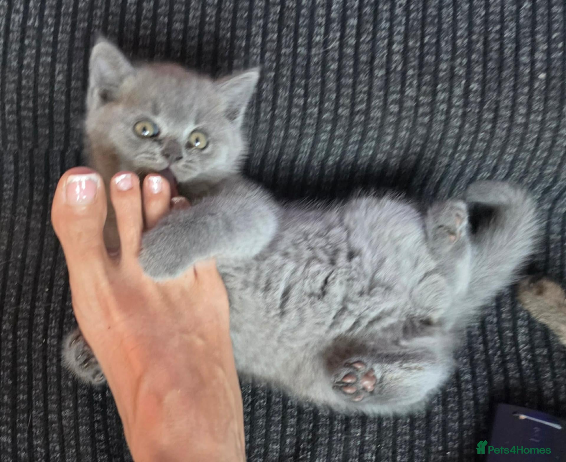 British Shorthair cats Girl  British blue - Advert 4