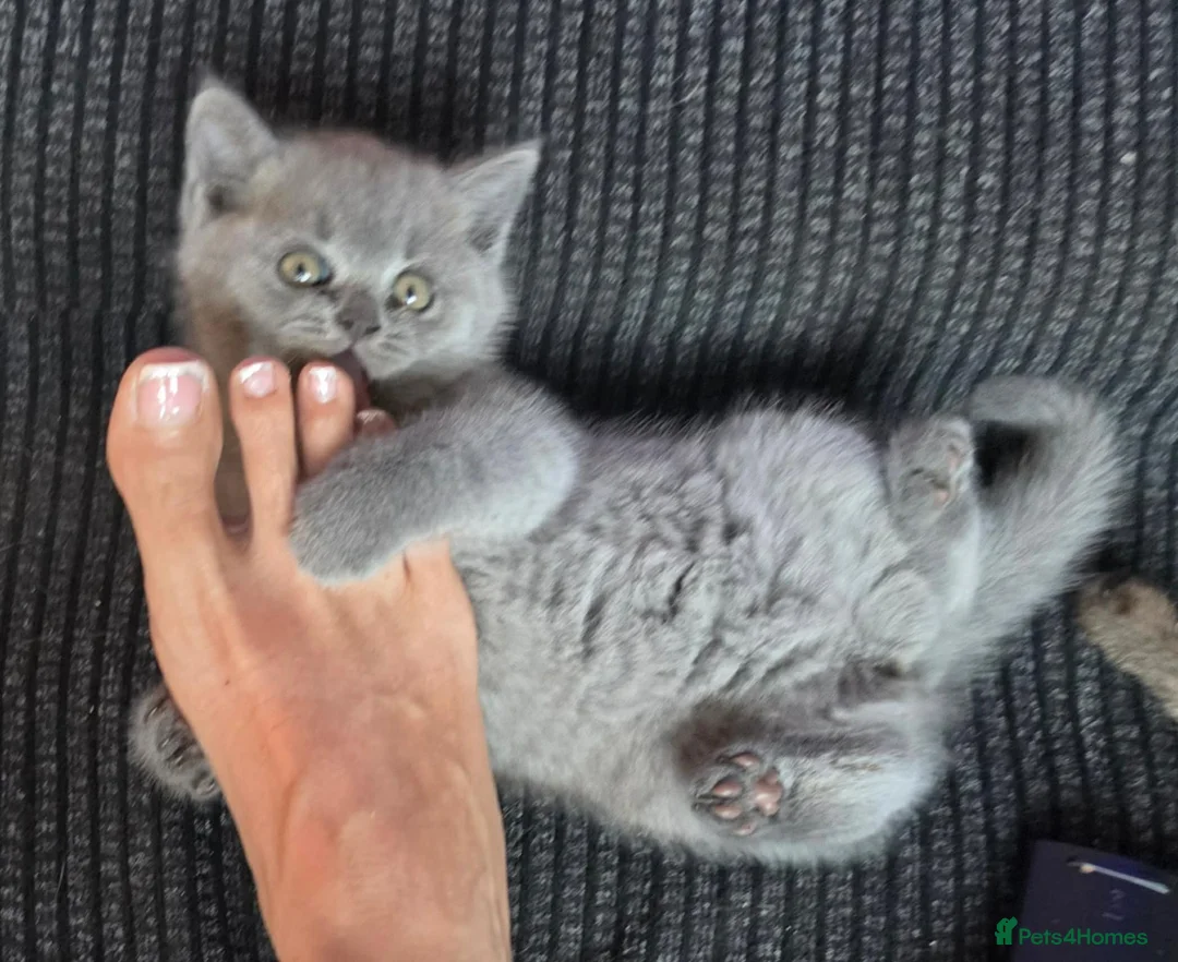 British Shorthair cats for sale: Girl  British blue - Advert 1