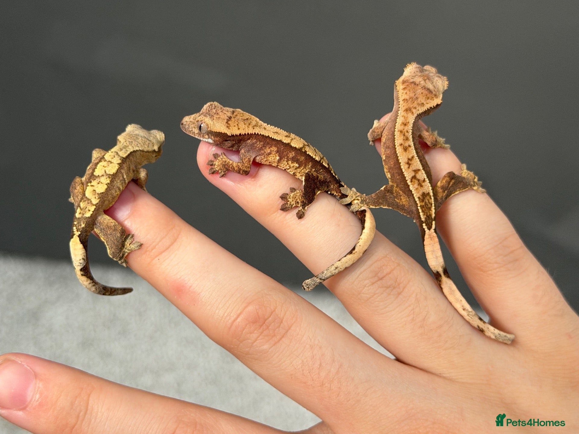 Gecko reptiles baby crested geckos - Advert 21