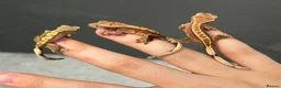 Gecko reptiles for sale: baby crested geckos - Advert 1