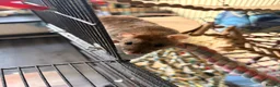 Rat rodents for sale: 4 friendly female rats, cage , accessories  - Advert 5