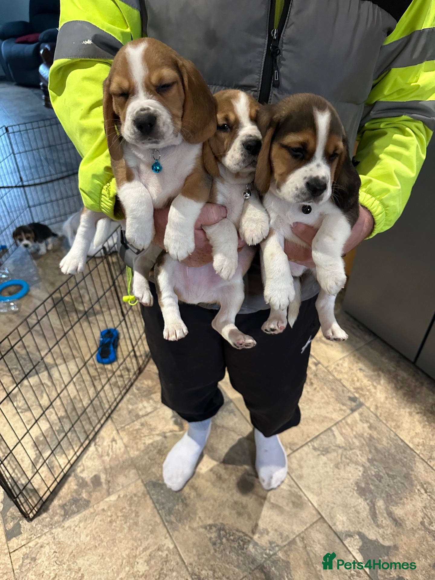Beagle dogs Quality Beagle Puppies (FOOT BEAGLES) - Advert 1