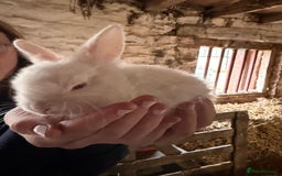 Rex rabbits for sale: Albino Lionhead x Rex Buck  - Image 1