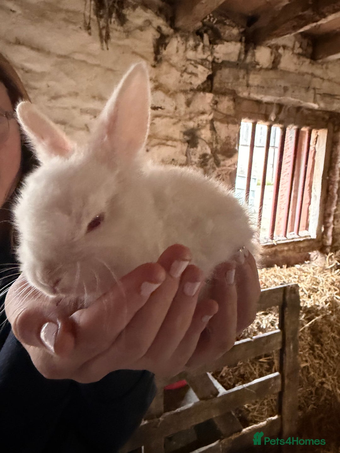 Rex rabbits for sale: Albino Lionhead x Rex Buck  - Image 1