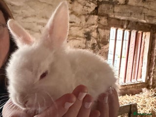 Rex rabbits - Advert 22