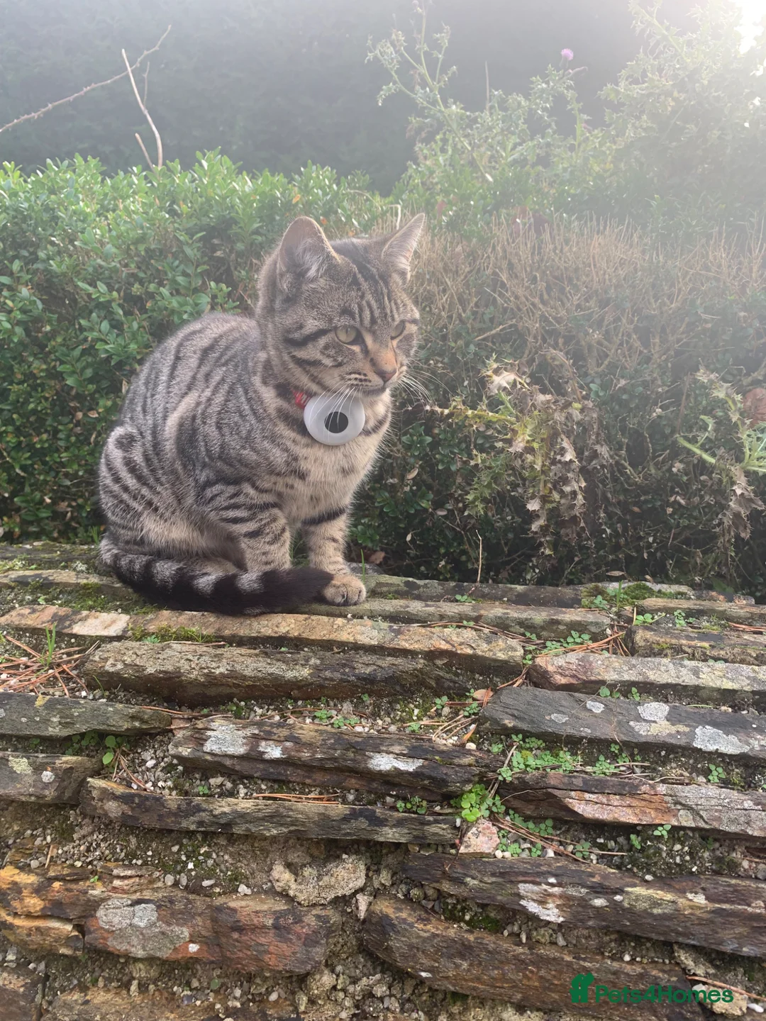 Mixed Breed cats for sale: Home reared Kittens (m/chip, vac & Vet checked) - Advert 2