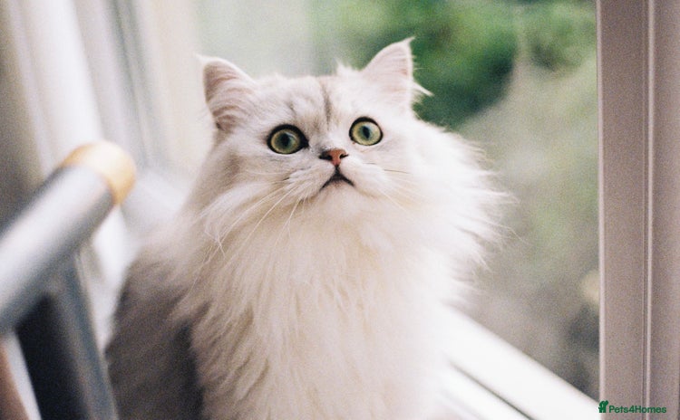 Persian cats - Advert 1