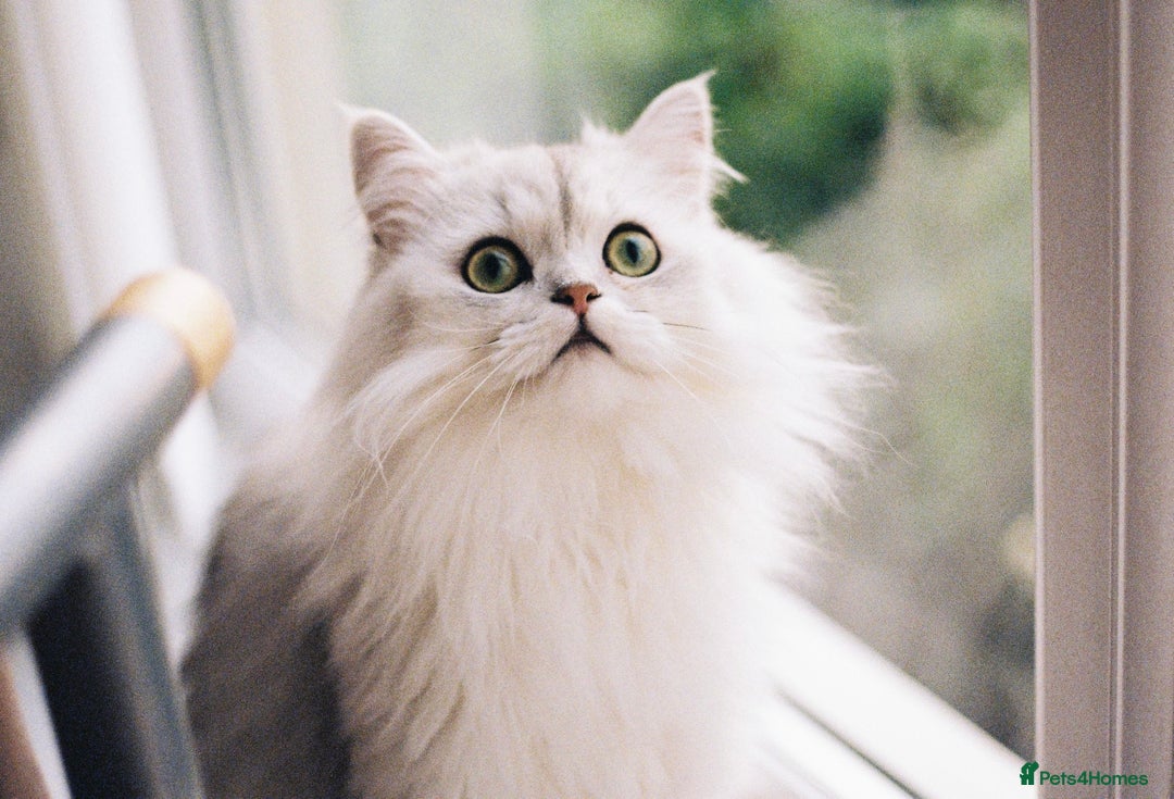 Persian cats for sale: Beautiful and quite girl needs a new home - Image 1