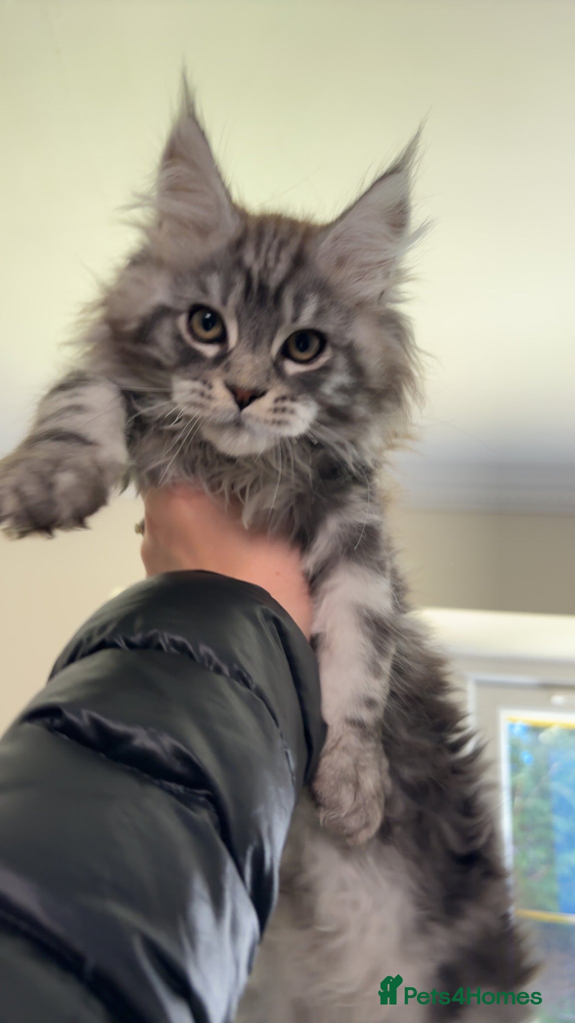 Maine Coon cats Stunning TICA Registered Male Maine Coon Ready Now - Advert 2