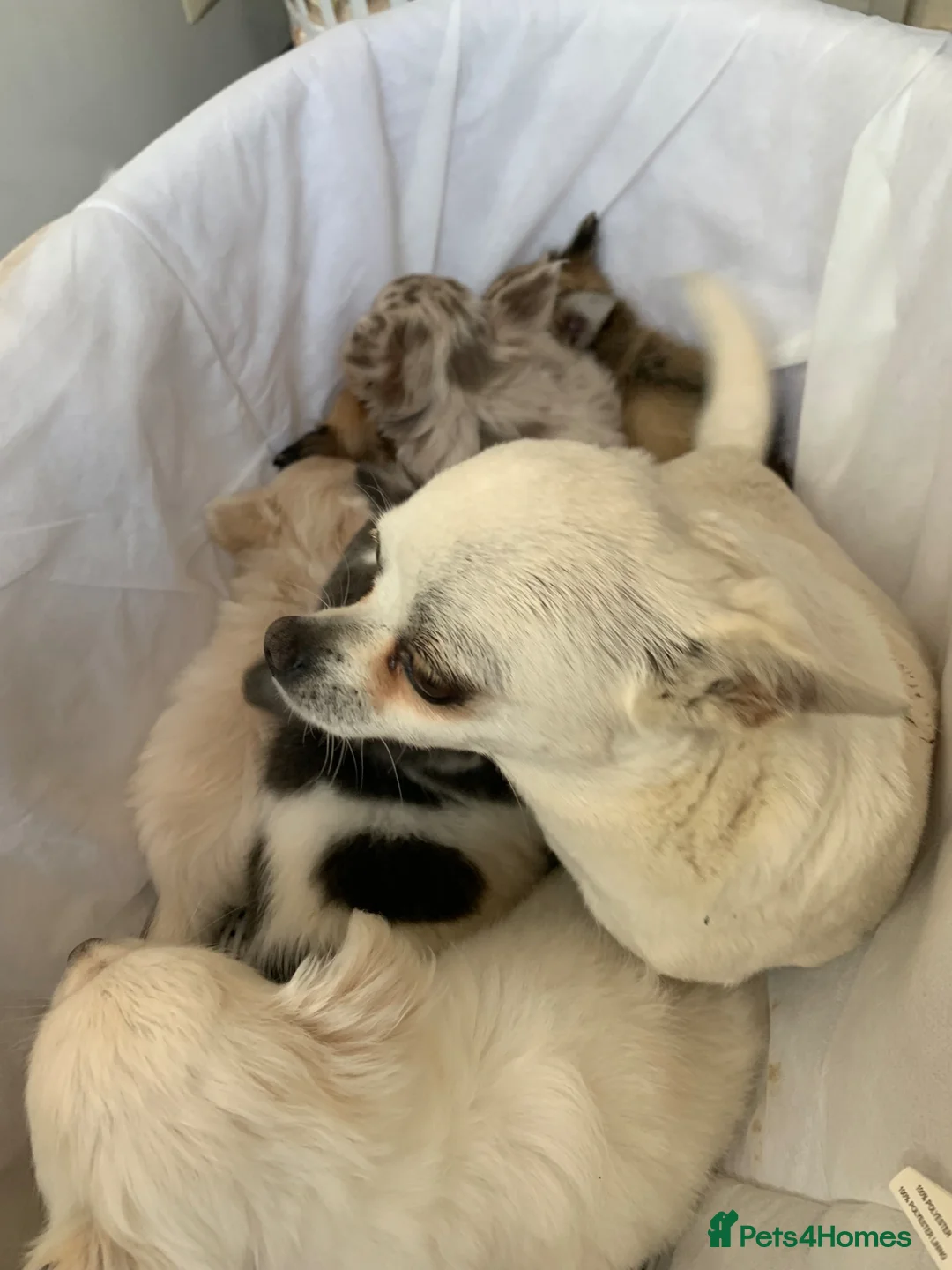 Chihuahua dogs for sale: Chihuahua puppies - Advert 9