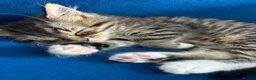 Mixed Breed cats for sale: Baby girl ready for her new home! - Advert 2