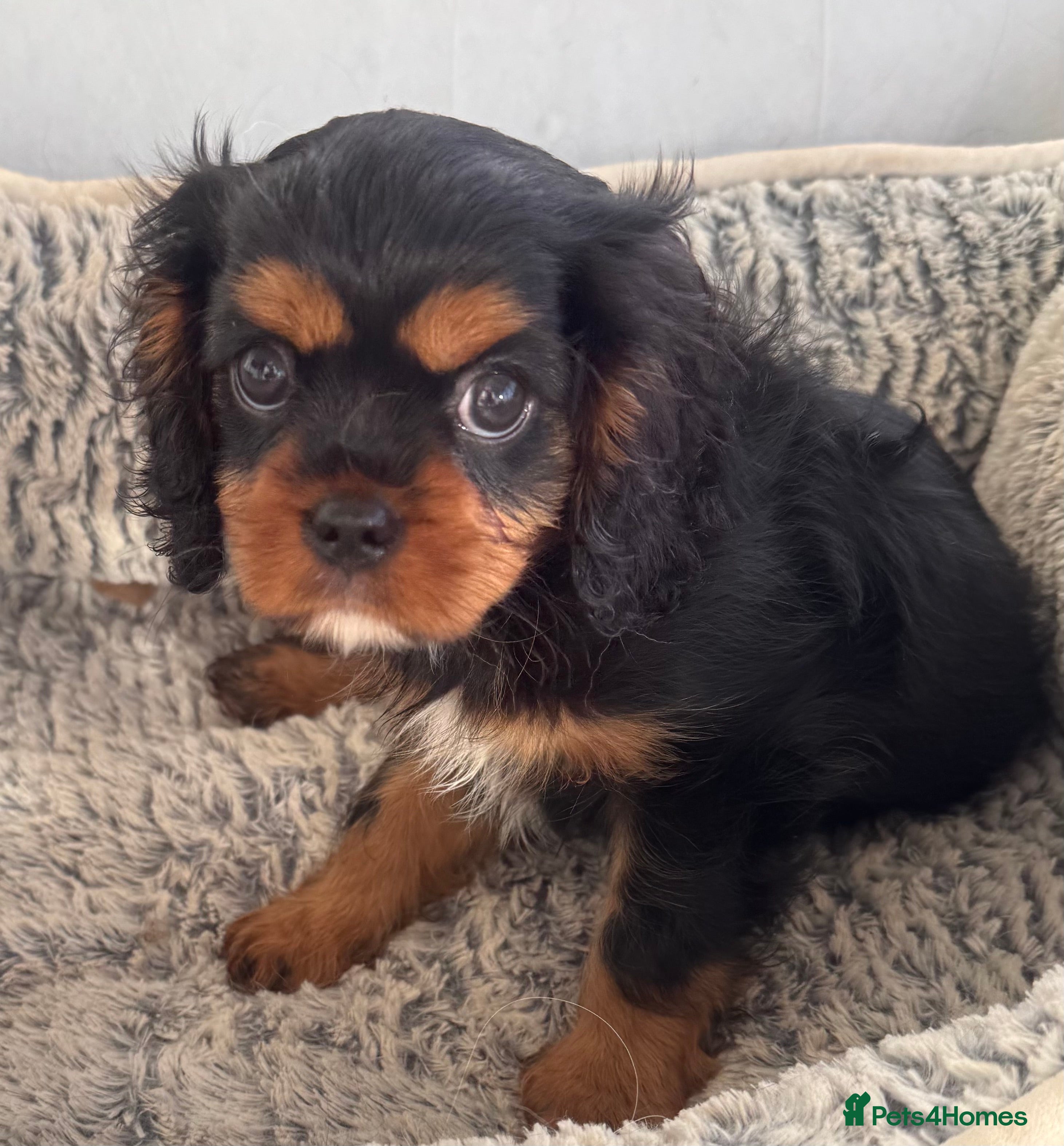 Cavalier King Charles Spaniel dogs KC REG Health tested Black and Tan boys - Advert 17
