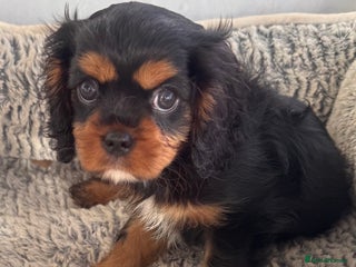 Cavalier King Charles Spaniel dogs KC REG Health tested Black and Tan boys - Advert 17