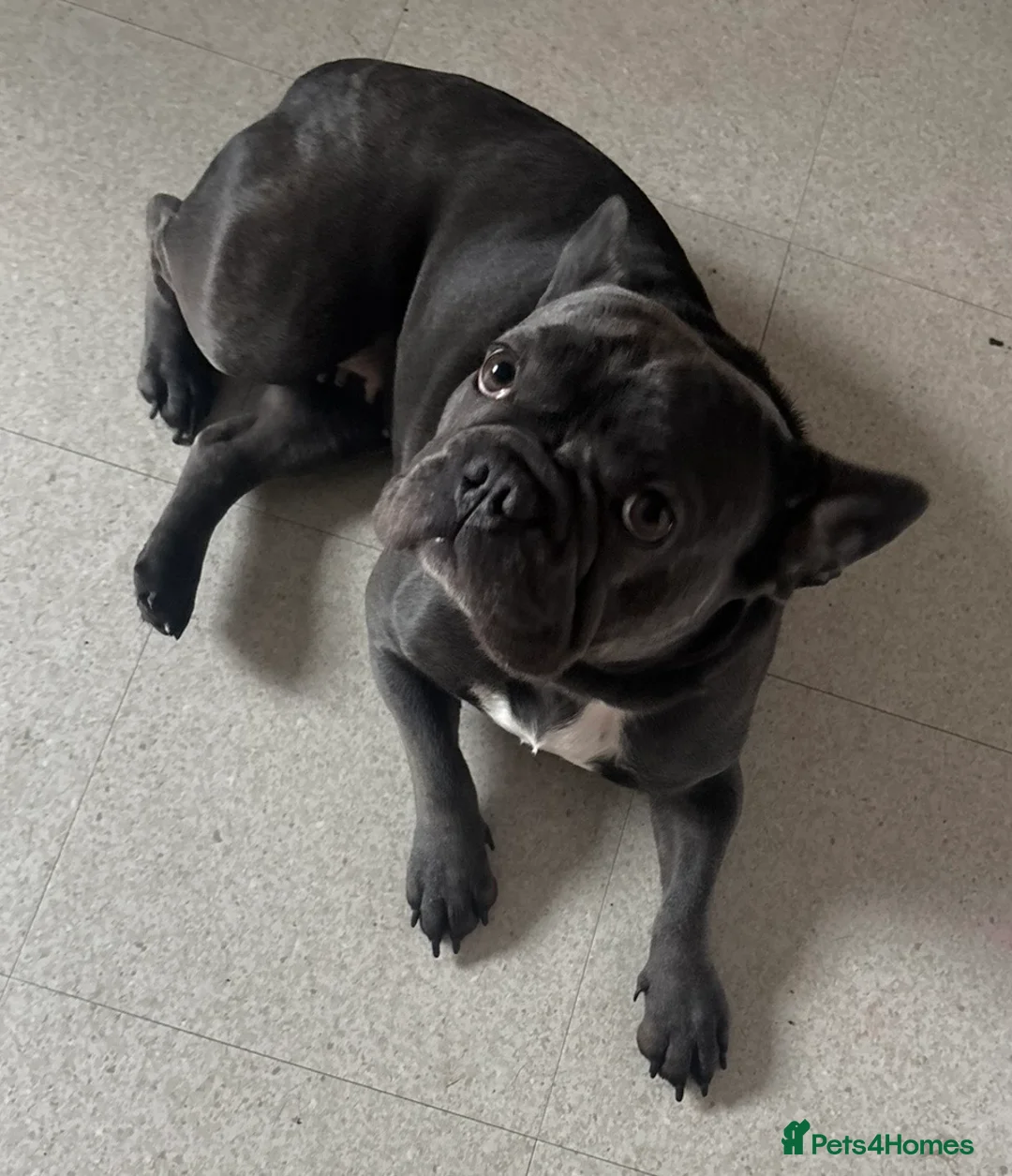 French Bulldog dogs for sale: French bulldog in Nottingham - Advert 3