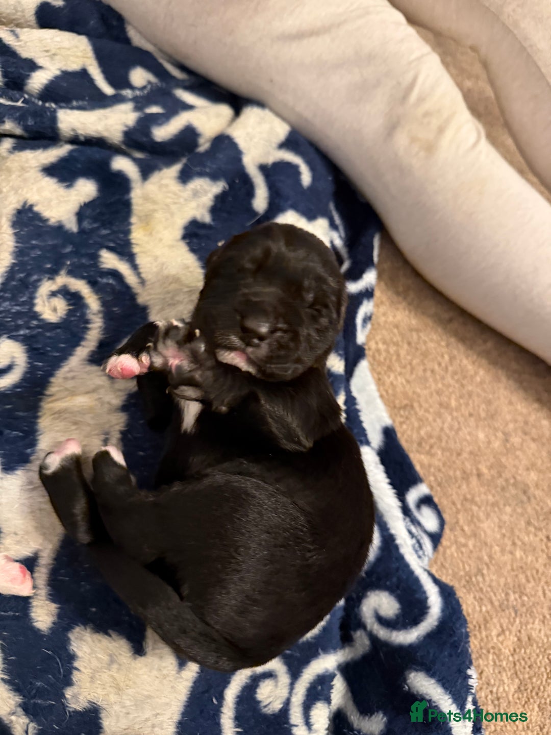 Cockerdor dogs for sale: Cocker spaniel/ Labrador puppies  - Advert 5