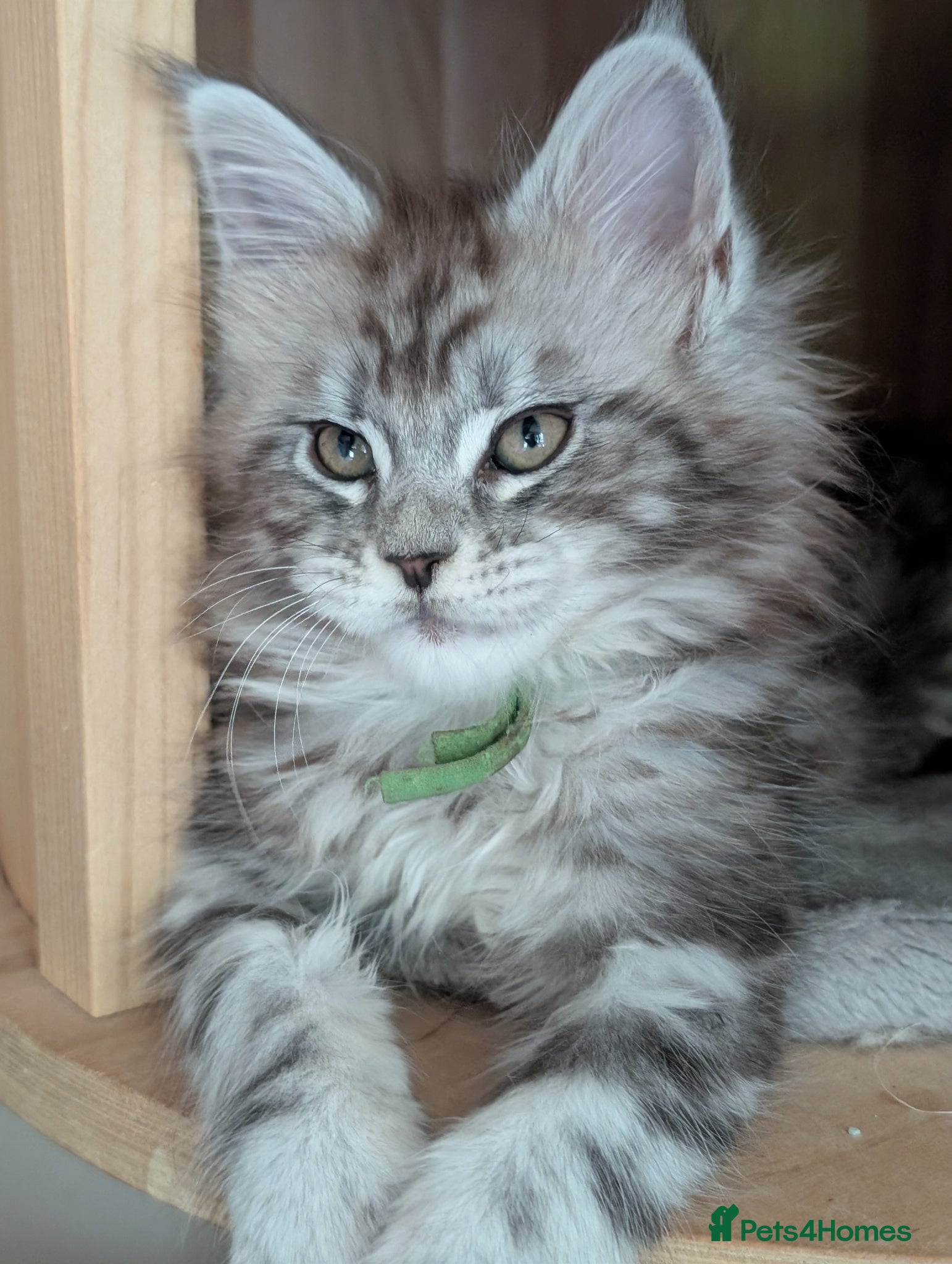 Maine Coon cats Ready soon. Tica Registered Maine coon Kittens  - Advert 1