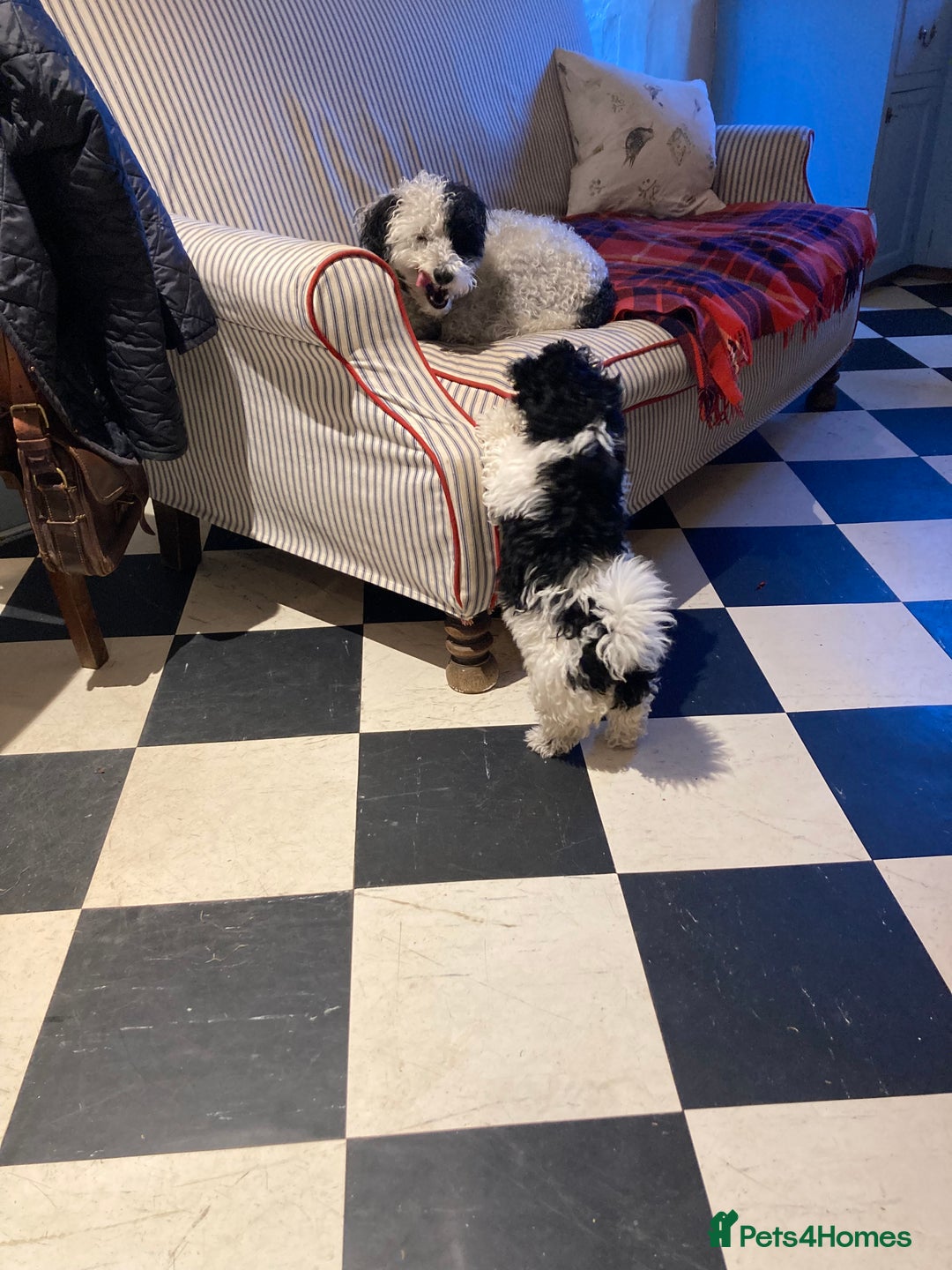 Mixed Breed dogs for sale: Bolonoodle Princess  - Image 1