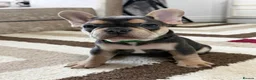 French Bulldog dogs for sale: 🌟Last 4 Exceptional French Bulldogs- Ready Now!🐾 - Advert 25