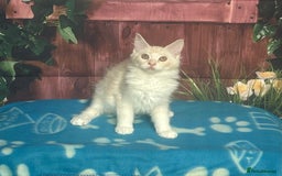 Maine Coon cats for sale: Maine Coon Kittens. Vaccinated. READY NOW  - Image 2