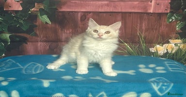 Maine Coon cats - Advert 8