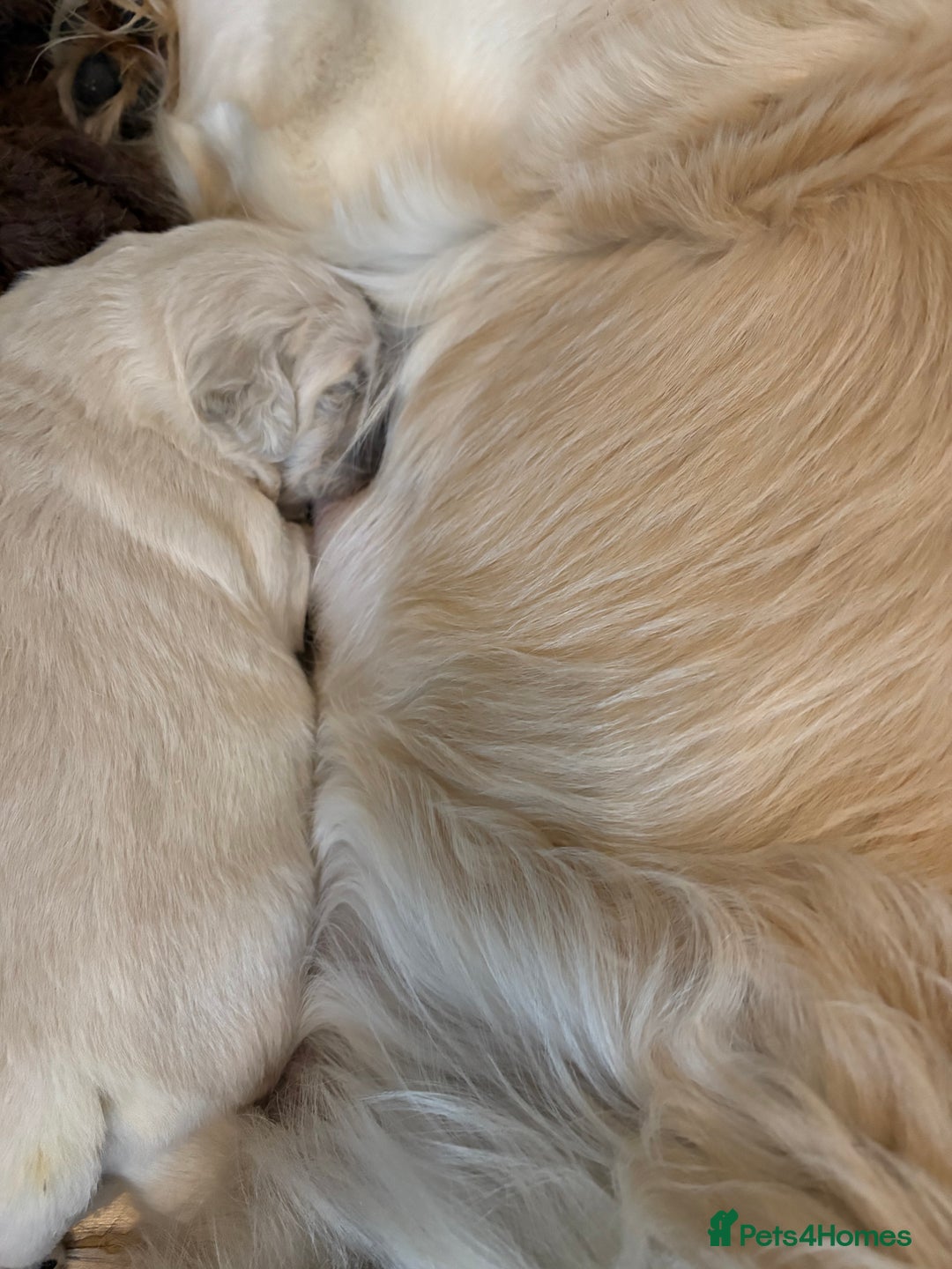 Golden Retriever dogs for sale: KC registered Golden retriever boy puppy - Advert 10