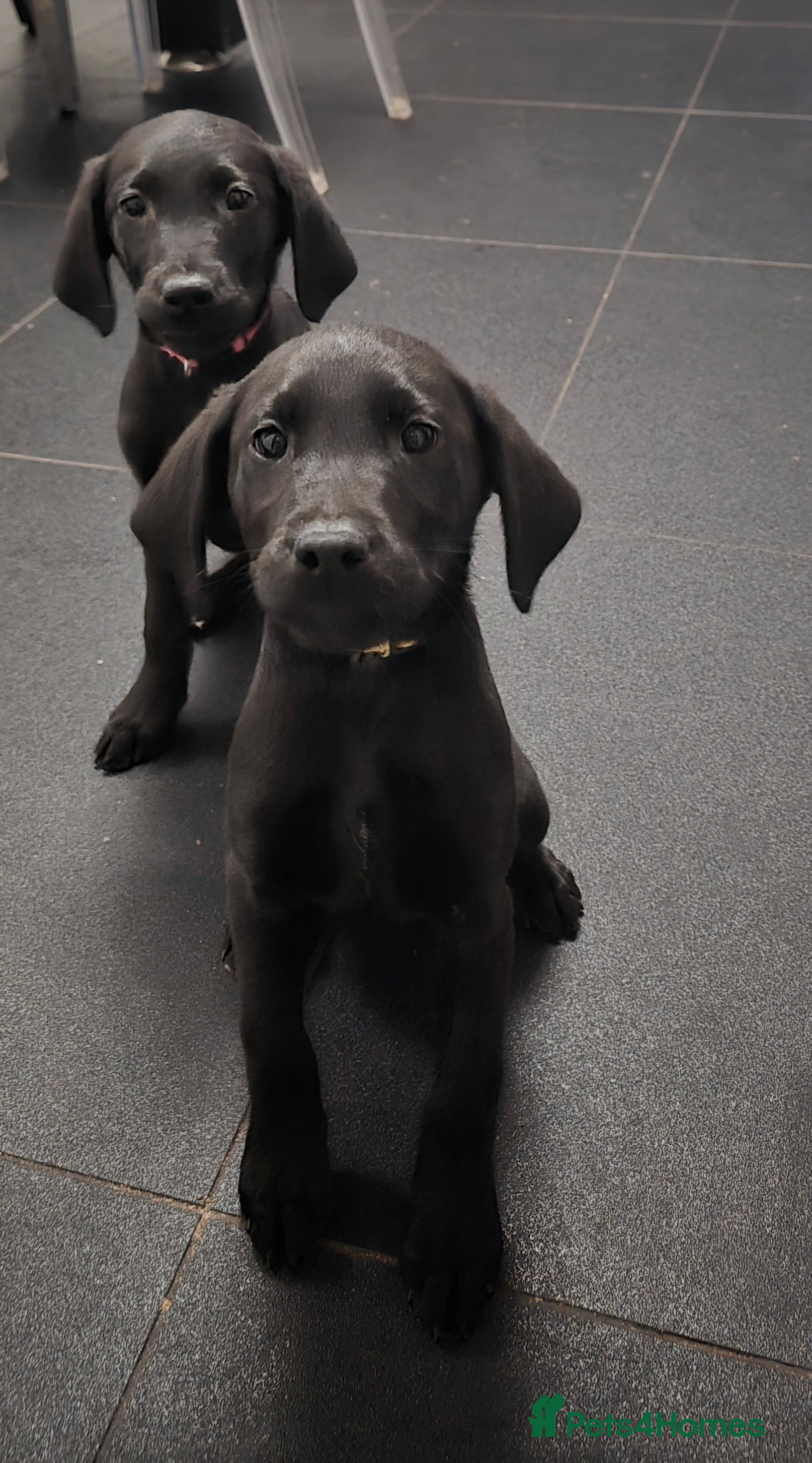 Labrador Retriever dogs Black labrador puppies ready for collection - Advert 10