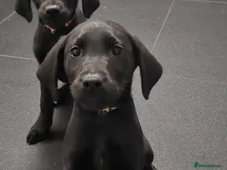 Labrador Retriever dogs Black labrador puppies ready for collection - Advert 10