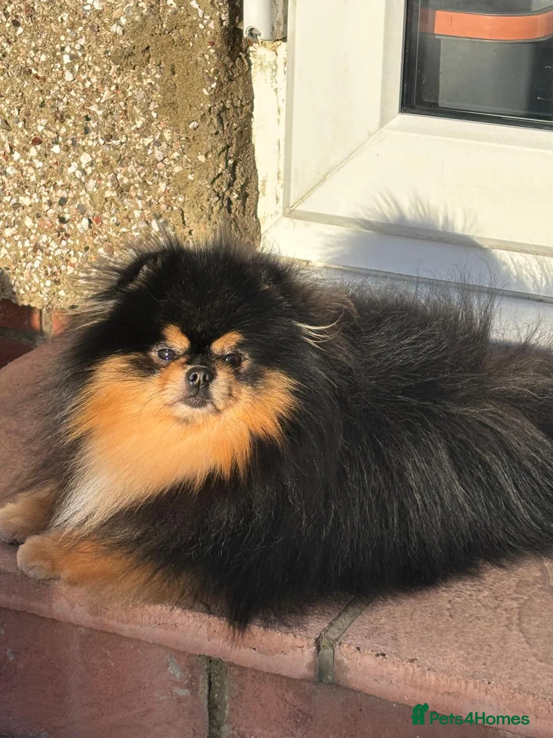 Pomeranian dogs for stud: Stunning Black and Tan Boy available as STUD - Advert 7