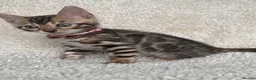 Bengal cats for sale: Bengal Kittens Looking for Loving Homes 🐾  - Advert 14