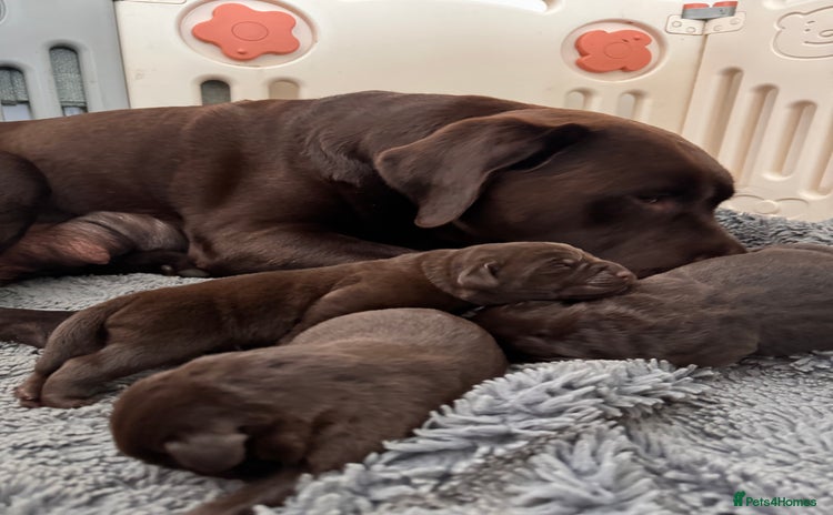 Labrador Retriever dogs Chunky chocolate Labrador puppies - Advert 8