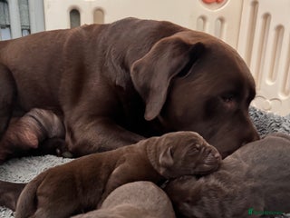 Labrador Retriever dogs Chunky chocolate Labrador puppies - Advert 3