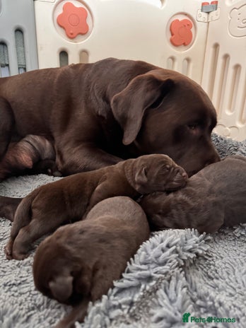 Labrador Retriever dogs Chunky chocolate Labrador puppies - Advert 8