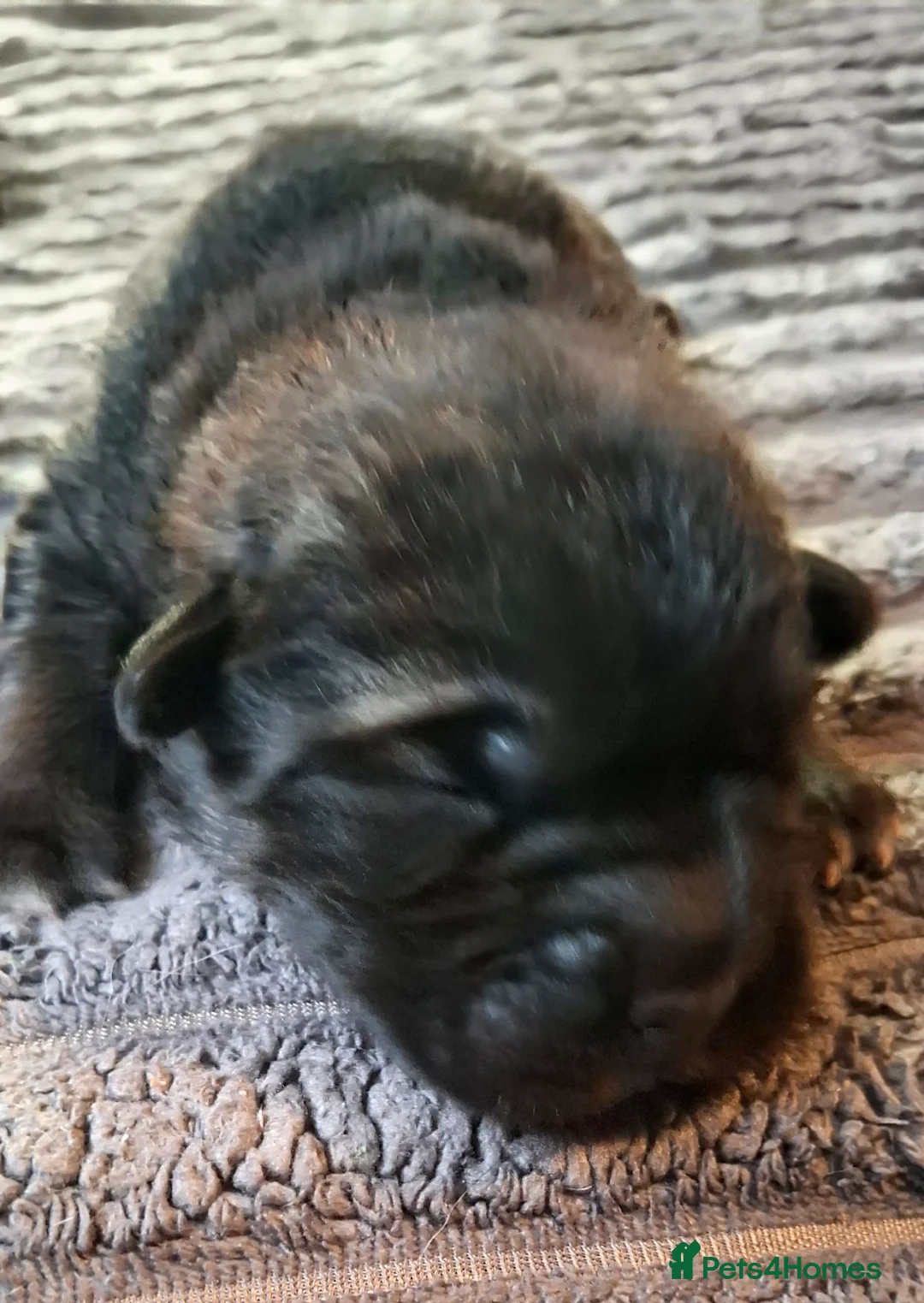 Mixed Breed dogs for sale: Rus-A-Pei ( Rare ) - Advert 6