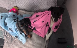 Miniature Dachshund dogs for stud: STUD - KC REG Mini Dachshund -PROVEN - Image 5