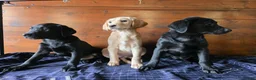 Labrador Retriever dogs for sale: Gorgeous litter of labrador puppies  - Advert 13