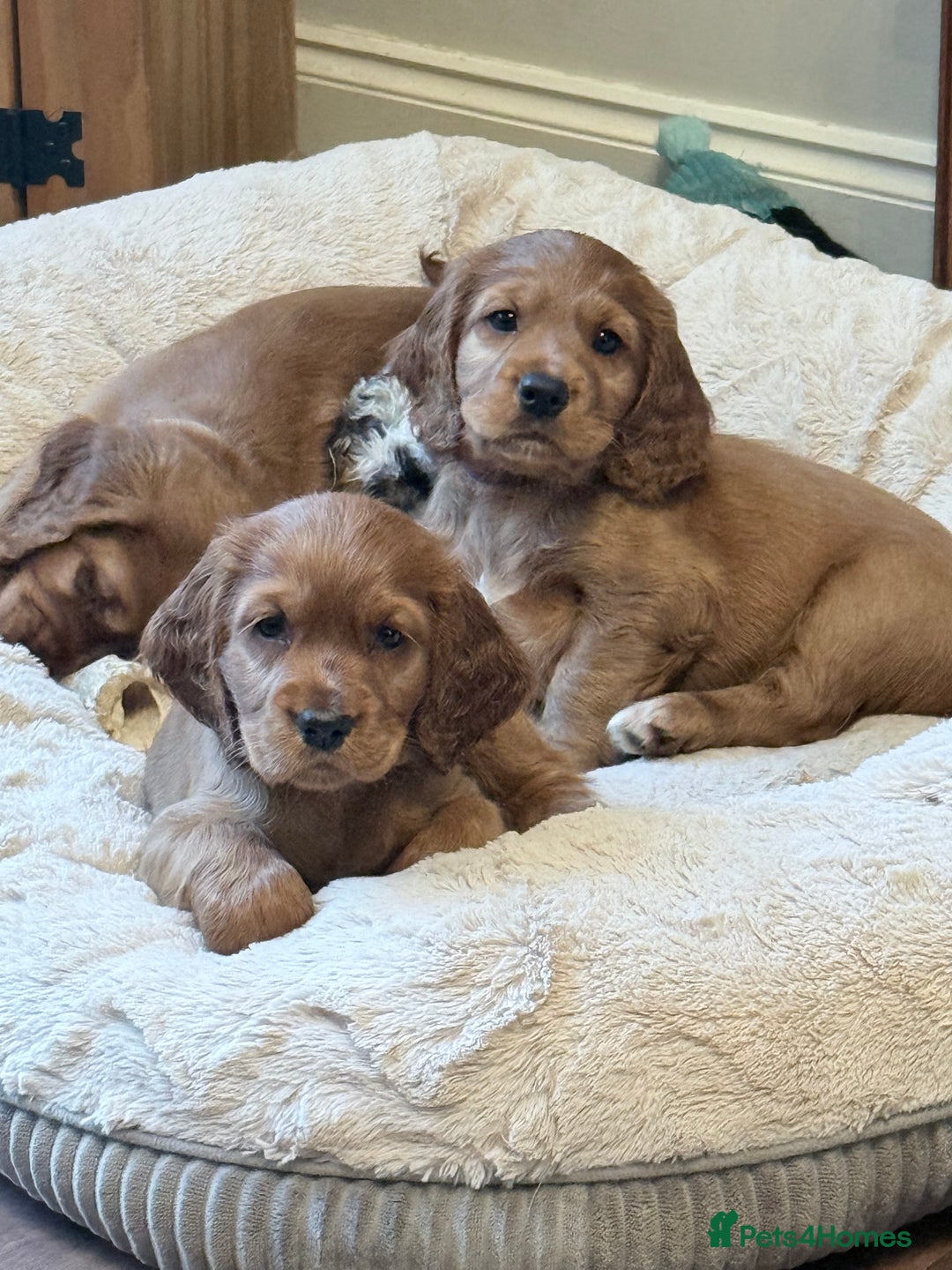 Cocker Spaniel dogs for sale: Two beautiful cocker spaniel pups ready now  - Advert 5